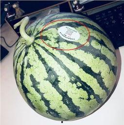 网红的瓜在哪吃,探寻“瓜在哪吃”的独特风味之旅 第2张 网红的瓜在哪吃,探寻“瓜在哪吃”的独特风味之旅 第2张